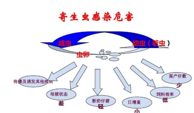 猪钩虫病症状:母猪怀孕三个月多，在粪便中发现有蛔虫，可以喂蛔虫药吗？