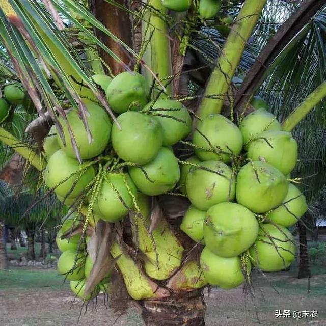 椰子芽到底从哪个芽眼长出来的，一个土豆上有几个芽怎样栽种