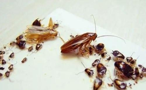家里蟑螂驱除不完怎么办，有什么办法能让蟑螂全部消失