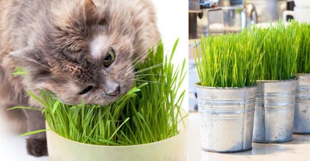 猫草:化毛膏和猫草有什么区别？