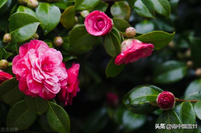 头条问答 什么环境下种植茶花最好 48个回答