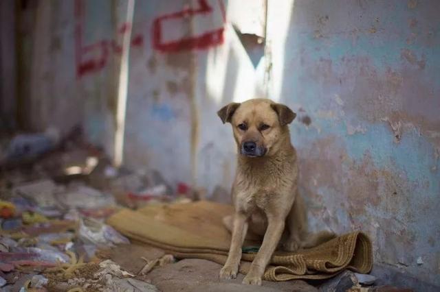 重庆 狗:四川的川东猎犬为什么又叫重庆犬？