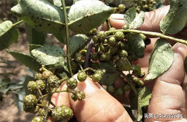 树锦鸡儿植株变黑:花椒树和花椒都发黑是什么原因？