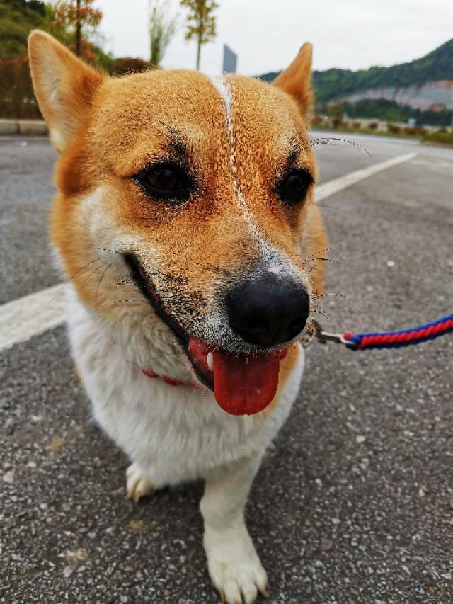 串串狗怎么样:串串狗有哪些优点是纯种犬没有的？