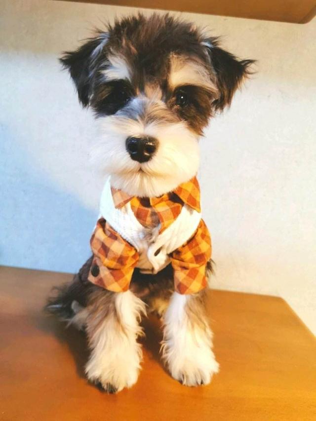世界名犬图片名字:世界名犬介绍及图片 最近受欢迎的宠物犬种有哪些？它们的寿命有多长？