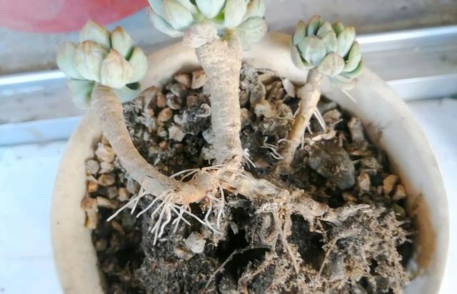 碧光环不发芽:如何让荷花种子尽快发芽？