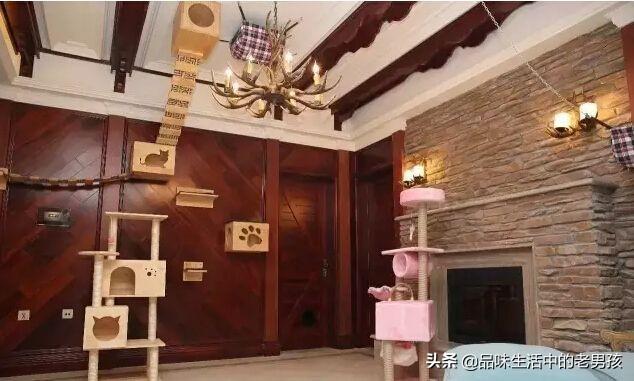 猫舍和宠物店区别:家庭猫舍和宠物店的区别 大家都有养宠物么？猫与狗你们会选择哪个作为宠物呢？