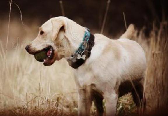 缉毒犬拉布拉多图片:猪能够通过培训成为比狗狗更专业的缉毒者吗？