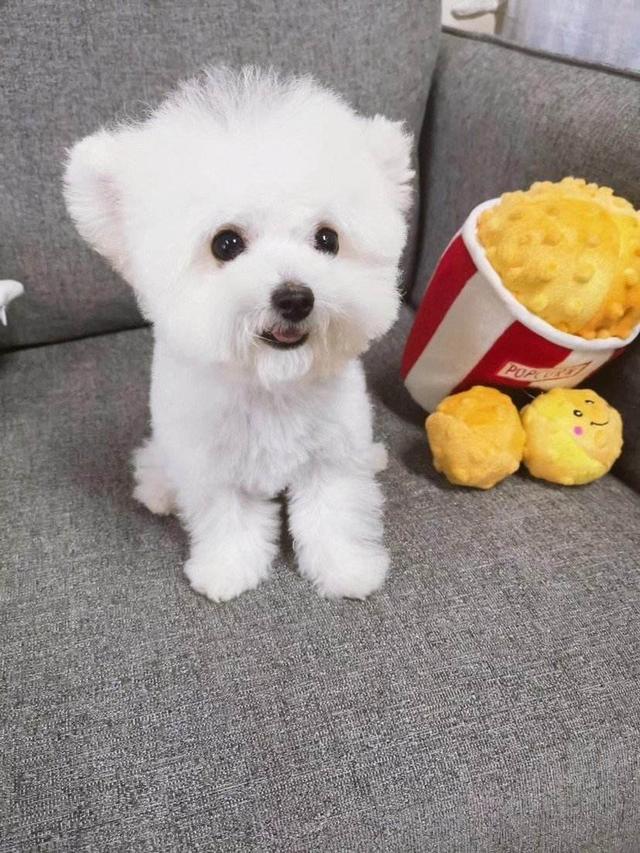 贵宾犬美容:贵宾跟泰迪的区别是什么？ 贵宾犬美容造型