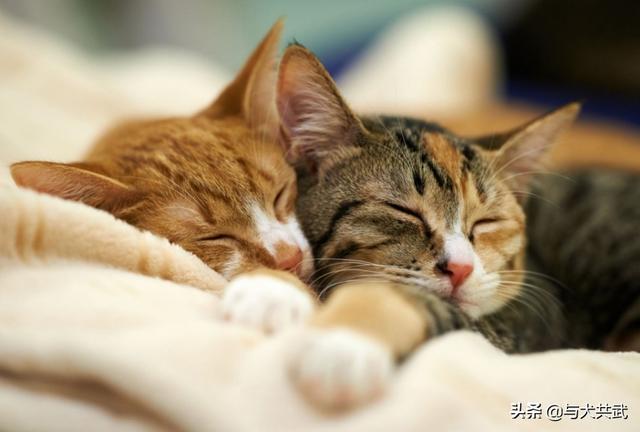 虐猫女:最近流行的虐猫事件，怎么能够有效控制呢？