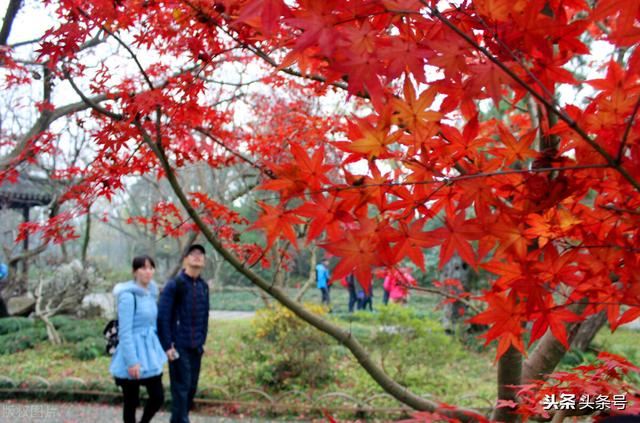 高山金翅雀图片:苏州十大名山中，你最喜欢的是哪一座？