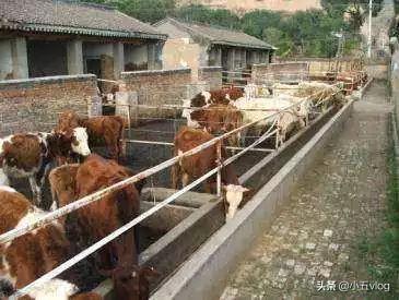 建养殖场需要些什么？注意什么？