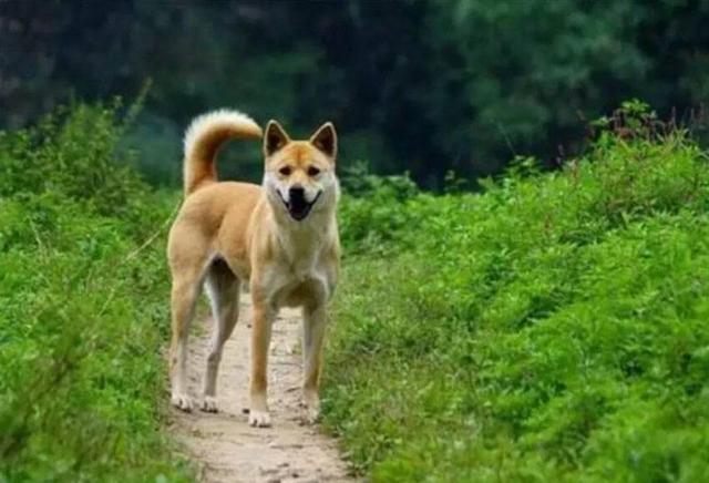 珍岛狗和田园犬:珍岛犬和田园犬区别 如果站在狗的角度，你觉得农村的田园犬和城里的宠物狗谁更快乐？