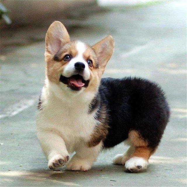 贝生吉犬是种好奇心很旺盛的狗:家里有儿童，适合养哪几种狗？