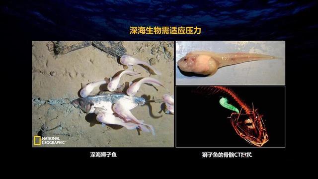 深海狮子鱼:下潜11034米深的马里亚纳海沟，科学家到底发现了什么生物？