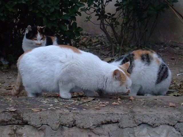马恩岛猫问答:流浪猫为什么不吃馒头？它不是肚子饿吗？