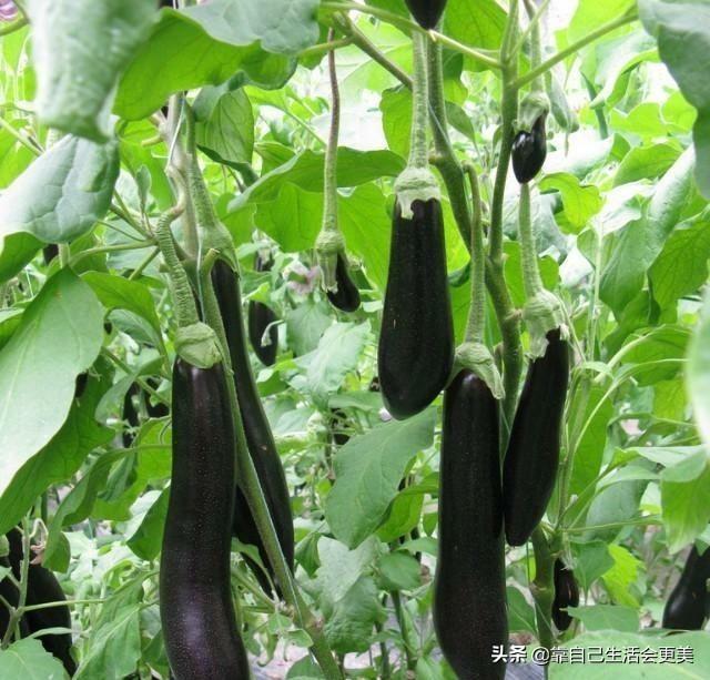 春天养生蔬菜图片,春季,有哪些值得推荐的时令蔬菜怎么吃更健康美味呢