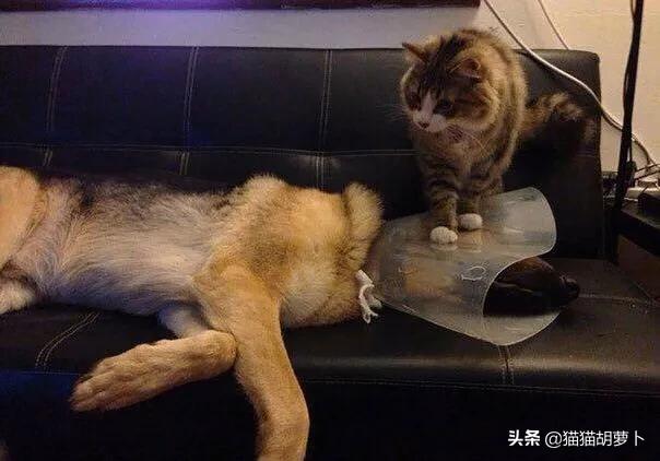 动画狗窝图片:农村狗窝图片 为什么农村的土狗，在半夜突然狂吠不止，是不是看到了什么？