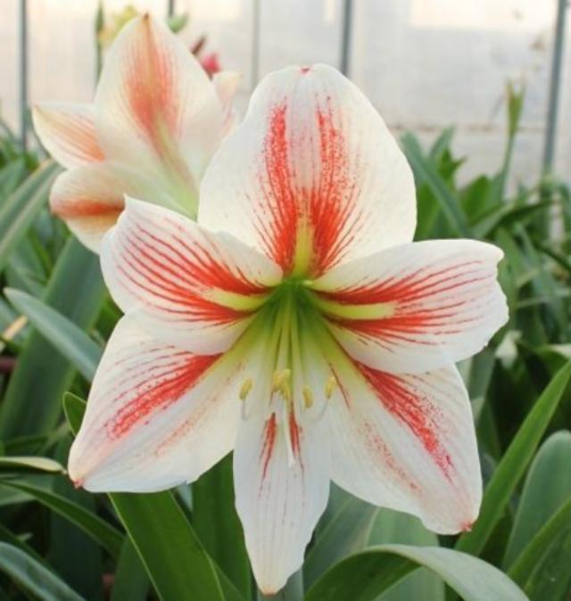石蒜科的换锦花:冬天君子兰花败后适合换盆吗？