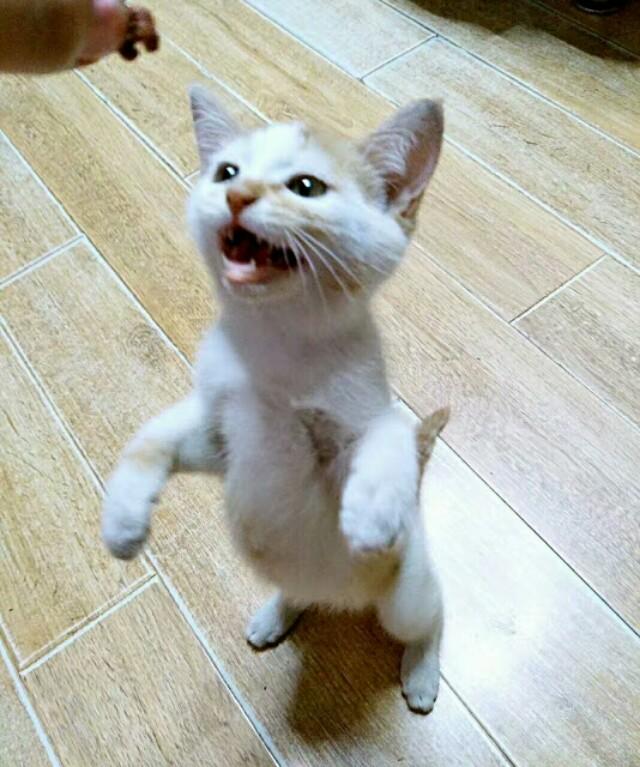 伟嘉干粮可以给猫长期吃吗:猫咪一直吃猫粮可以吗？为什么？
