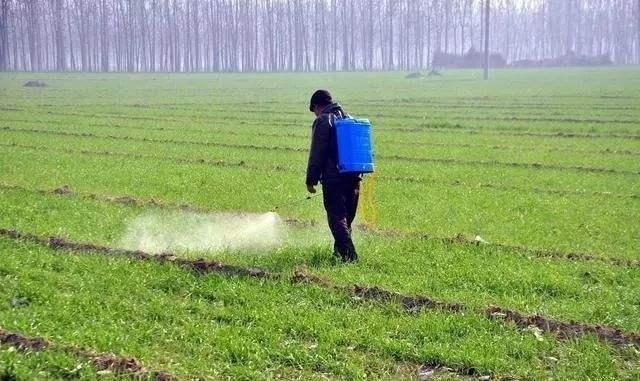 氟唑磺隆治多花黑麦草吗:小麦除草剂年后什么时候打好？什么药比较安全效果好？