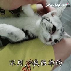 宠物健康知识大全:在家里养小动物（狗和猫），应该注意什么呢？