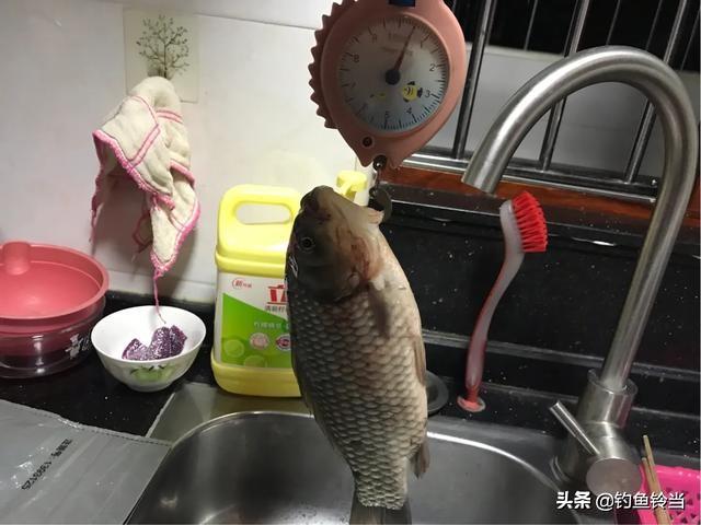 冰钓黄金鲫鱼:南方冬季如何钓鲫鱼？有哪些注意事项？