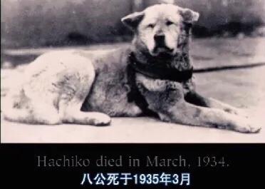 忠犬小八美版国语:求一部催泪电影，综艺也可？