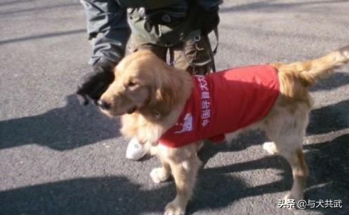 导盲犬珍妮 真假:为什么导盲犬那么好用，全国的导盲犬却一百多只都不到？