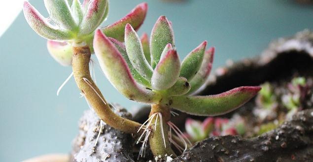 碧光环不发芽:如何让荷花种子尽快发芽？
