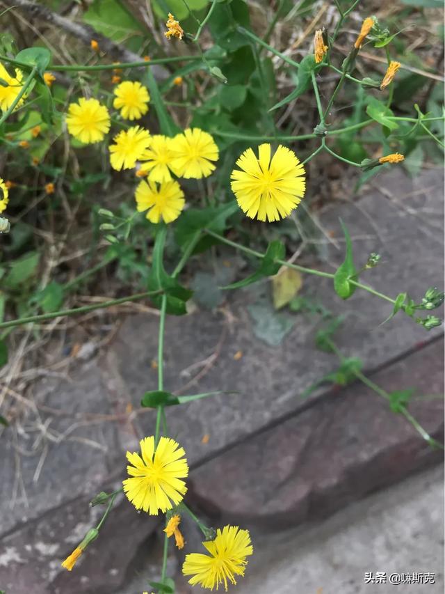 西瓜蚜虫怎么防治:我种的西瓜有一片的瓜苗象菊一样团成一团不长是怎么回事？