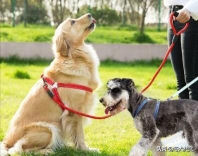 调教女犬奴:如何让狗狗一听到你叫就立马跑过来？如何训练狗狗随叫随到？