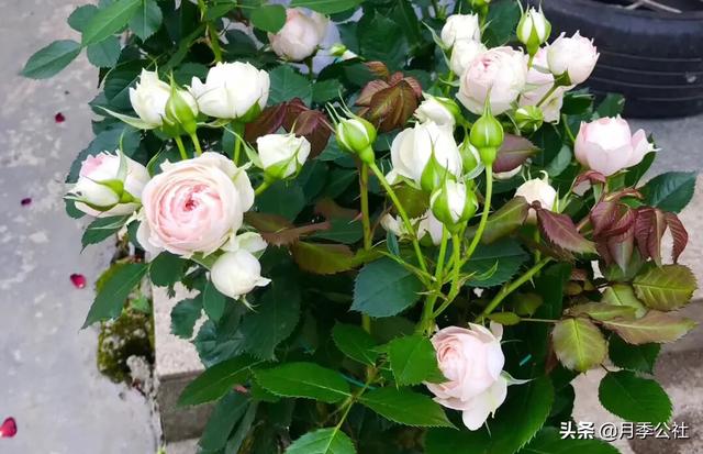 小狗种美丽鲜花:磷酸二氢钾适用于什么花？