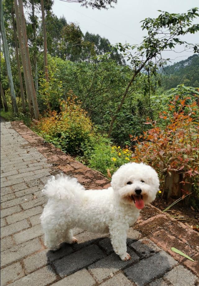 狗狗全家福:晒晒你家的狗子照片或者猫咪照片怎么样，让大家看看可爱不？ 狗狗全家福简笔画