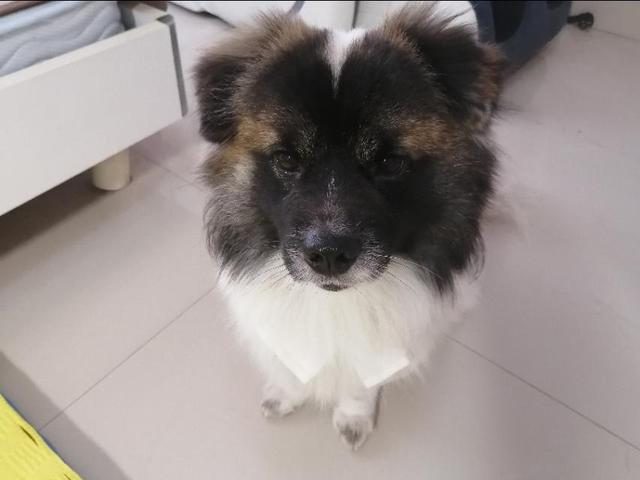 变身吧龙猫下载:日本动漫与中国动漫的区别在哪里？
