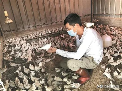 斑鸠养殖技术视频播放:人工养殖灰斑鸠能繁殖12窝吗？