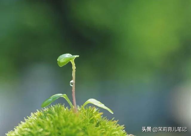 梦见领导在幼儿园找东西,宝妈带孩子，孩子上幼儿园想找工作有多难？