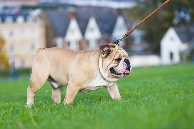 英格兰斗牛犬图片:英国斗牛犬打得过狼狗吗？ 英格兰斗牛犬图片及价格