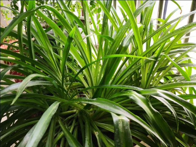 家养多花指甲兰好吗:在房间里怎样才能养好植物？比如兰花，绿萝？