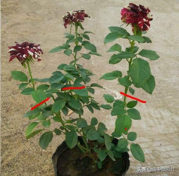 秋天月季花栽培方法如下:立秋后阳台月季该如何养护？