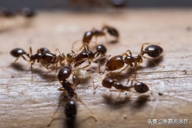 红火蚁有多厉害，近日农业农村部召开会议治理红火蚁，红火蚁是啥？有这么可怕吗？