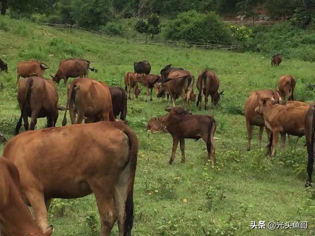 在农村搞养殖是否可行，现在去农村搞养殖，主要养牛、养羊赚钱吗需要注意什么问题