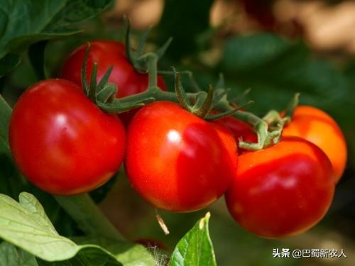 观赏植物露地栽培:西红柿行情不错，露地种植有哪些栽培要点吗？什么时候适合？