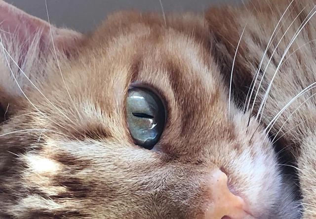 最香的几款月季品种是什么？插图6