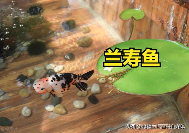兰寿:兰寿金鱼 想养一只兰寿，多大的缸比较好？在学校条件有限？