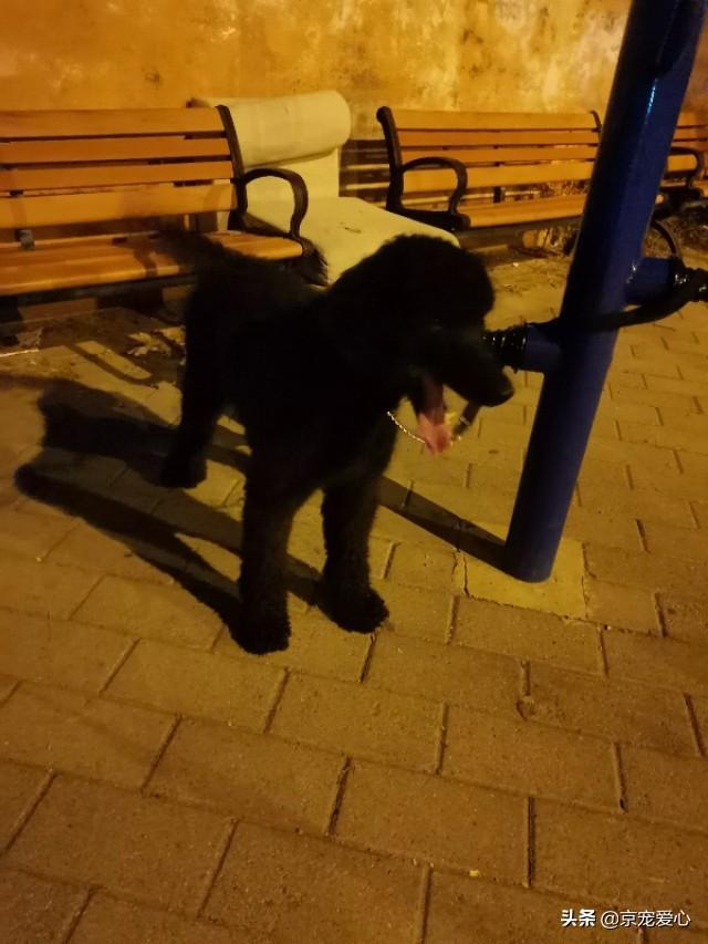 可卡价格:英国可卡犬1只大概多少RMB？ 可卡价格