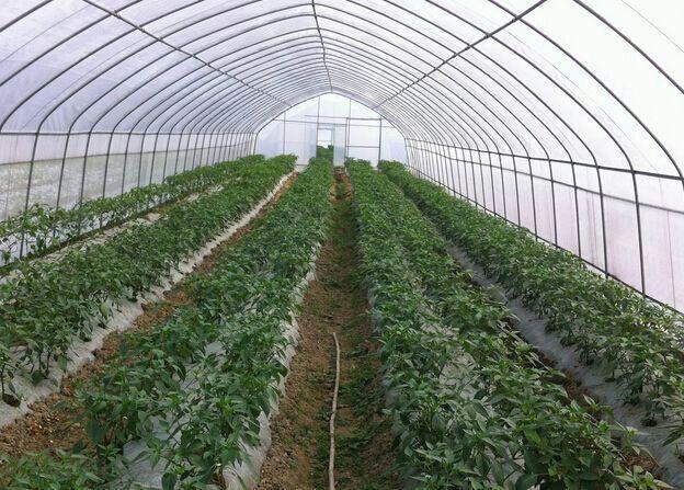 头条问答 - 大棚种植反季节蔬菜,在施肥时有什么技术要点?(12个回答)