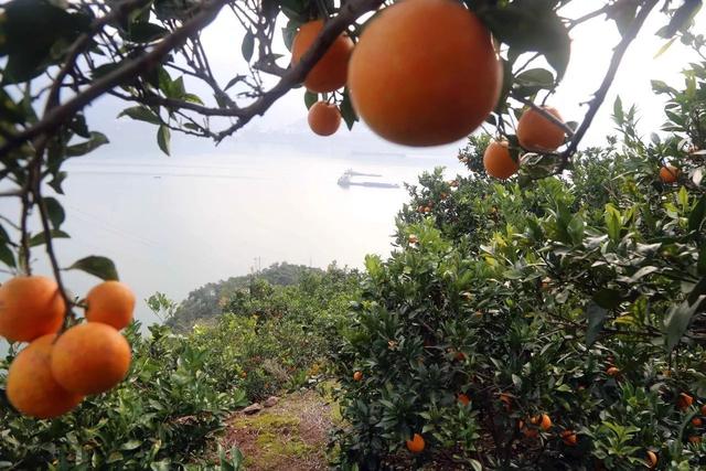 王施佳:大白菜种植，可以不施底肥，只施种肥吗？