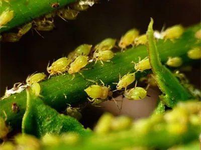 罗汉树蚜虫怎么防治:如何轻松杀灭蚜虫、红蜘蛛、飞虱等害虫？