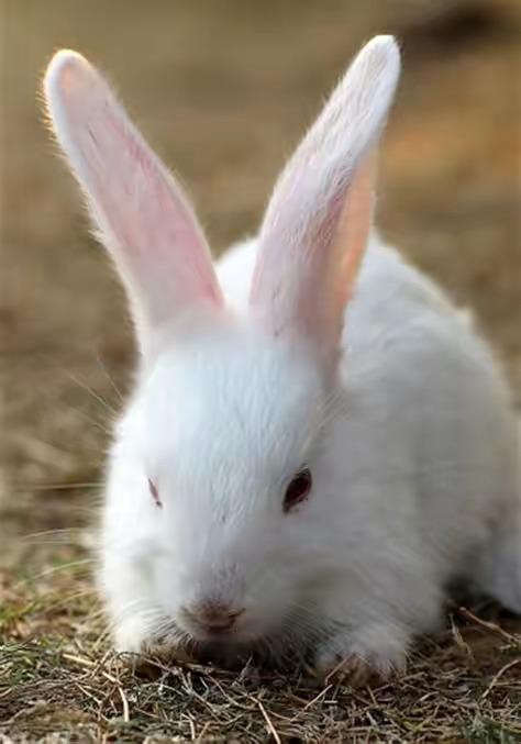 头条问答 - 兔子喜欢吃什么?(114个回答)